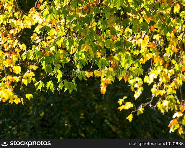 Colorful green & yellow autumn maple leaf on a tree