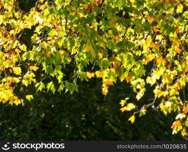 Colorful green & yellow autumn maple leaf on a tree