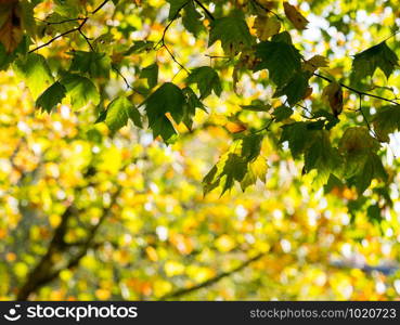 Colorful green & yellow autumn maple leaf on a tree