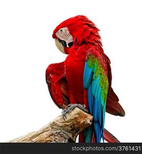Colorful Greenwinged Macaw aviary, isolated on a white background
