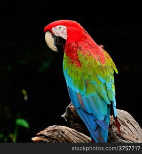 Colorful Greenwinged Macaw aviary, sitting on the log