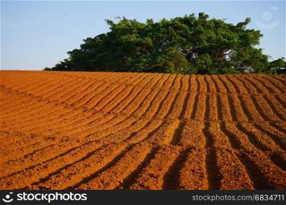 Colorful ground in the fields of Myanmar