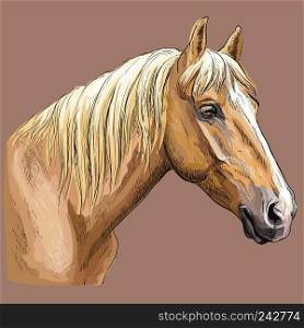 Colorful hand drawing portrait of palomino horse. Horse head  in profile isolated vector hand drawing illustration on brown background