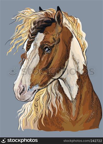 Colorful hand drawing portrait of Pinto horse. Horse head  in profile isolated vector hand drawing illustration on grey background