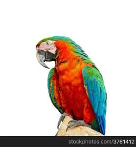 Colorful Harlequin Macaw aviary, breast profile, isolated on a white background