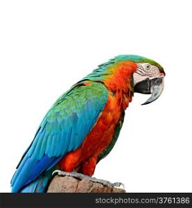Colorful Harlequin Macaw aviary, isolated on a white background
