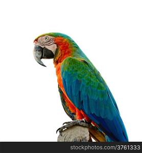 Colorful Harlequin Macaw aviary, side profile, isolated on a white background