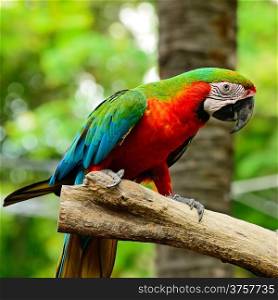 Colorful Harlequin Macaw aviary, sitting on the log