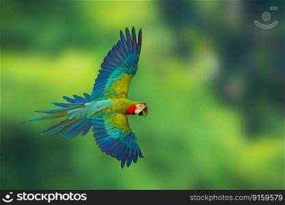 Colorful Harlequin macaw parrot flying on green nature background.