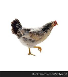 Colorful Hen Walking On White Background