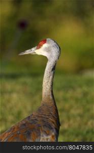 Colorful hues of sandhill crane with its crimson crown in selective focus portrait against green of brush and grass in Homer, Alaska, on the Kenai Peninsula.