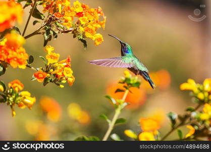 Colorful Hummingbird in Costa Rica, Central America