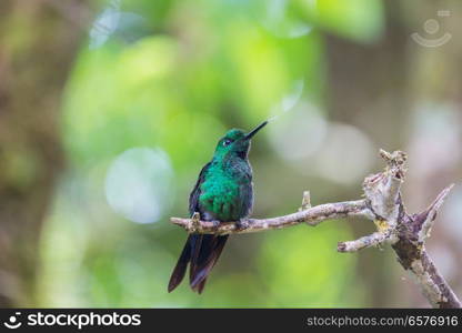 Colorful Hummingbird in Costa Rica, Central America