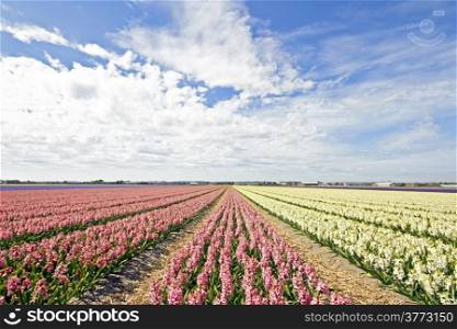 Colorful hyacinth fields in rural Netherlands