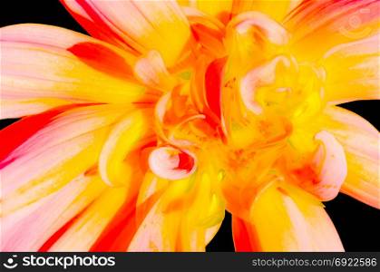 Colorful illustration of a Dahlia flower, vibrant background