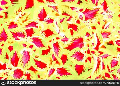 Colorful illustration of ornamental Coleus plant leaves
