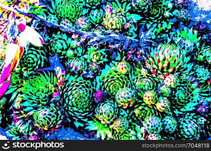 Colorful illustration of various small succulent plants