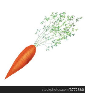 colorful illustration with carrot for your design