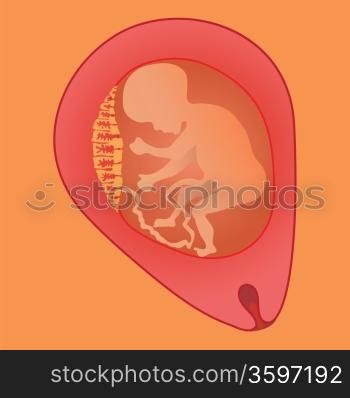 colorful illustration with fetus for your design