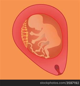 colorful illustration with fetus for your design