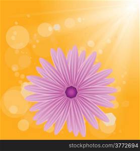 colorful illustration with pink flower on sun background for your design