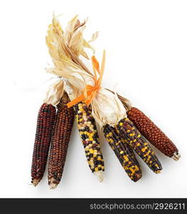 Colorful Indian Corn Collection On White Background