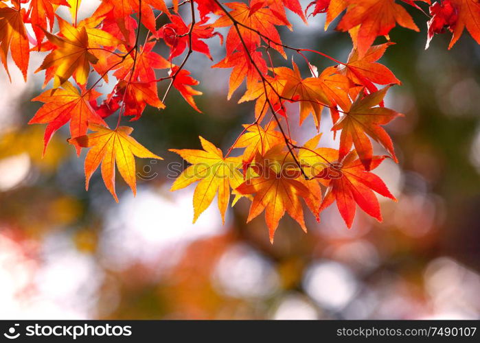 Colorful japanese maple (Acer palmatum) leaves during momiji season at Kinkakuji garden, Kyoto, Japan. Colorful japanese maple leaves during momiji season at Kinkakuji garden, Kyoto, Japan