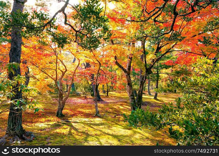 Colorful japanese maple (Acer palmatum) trees during momiji season at Kinkakuji garden, Kyoto, Japan. Colorful japanese maple trees during momiji season at Kinkakuji garden, Kyoto, Japan