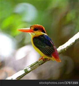 Colorful Kingfisher bird, Black-backed Kingfisher (Ceyx erithacus), back profile