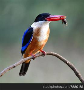Colorful Kingfisher bird, Black-capped Kingfisher (Halcyon pileata), standing on a branch, breast profile