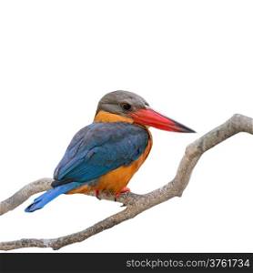 Colorful Kingfisher bird, Stork-billed Kingfisher (Halcyon capensis), standing on a branch, isolated on a white background