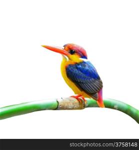 Colorful Kingfisher, male Black-backed Kingfisher (Ceyx erithacus), side profile, isolated on a white background