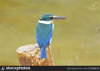 Colorful Kingfisher, Sacred Kingfisher (Todiramphus sanctus), on the stump