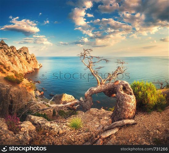 Colorful landscape with old tree, mountains, cloudy sky and blue sea. Sunny morning in Crimea. Beautiful colorful landscape in summer.
