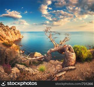 Colorful landscape with old tree, mountains, cloudy sky and blue sea. Sunny morning in Crimea. Beautiful colorful landscape in summer.