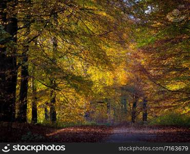Colorful leaves in autumn forest