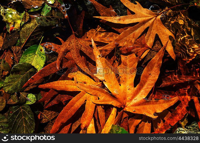 Colorful leaves in Autumn season