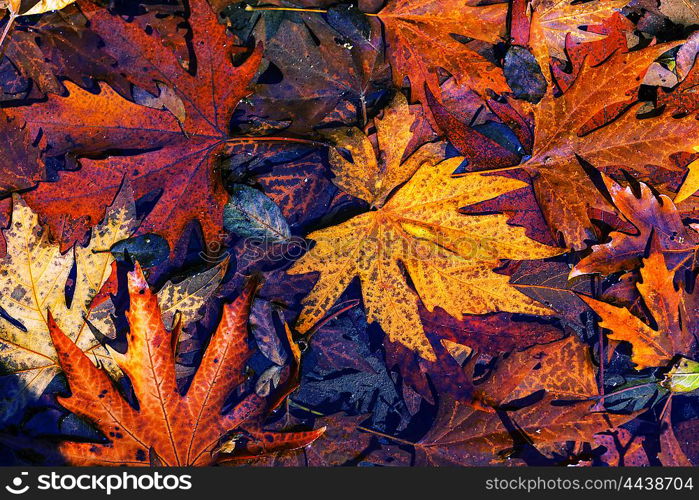 Colorful leaves in Autumn season