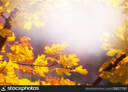 Colorful leaves in autumn season