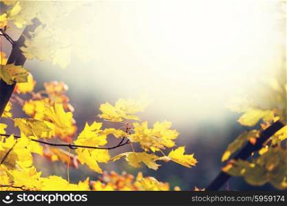 Colorful leaves in autumn season
