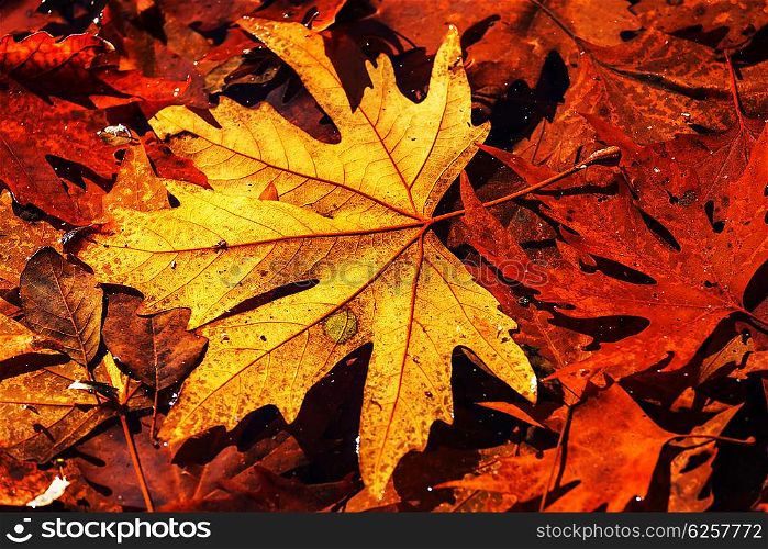 Colorful leaves in Autumn season