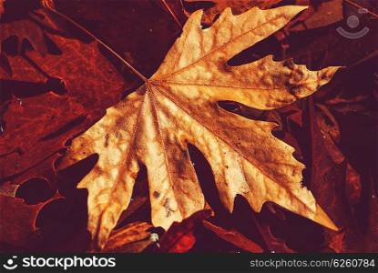 Colorful leaves in Autumn season