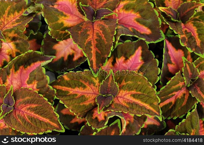Colorful leaves of Coleus (Solemnostemon) for background