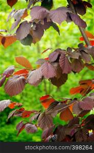 Colorful leaves of hazel tree enlightened with sun