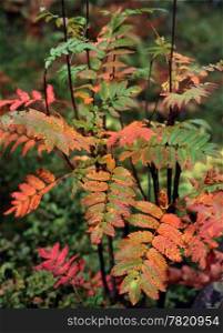 Colorful leaves of rowan in mountain