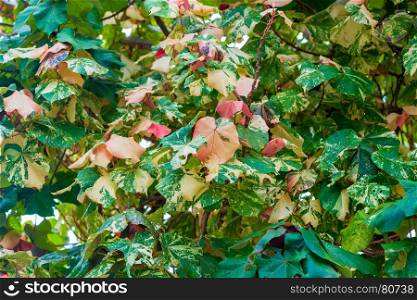 colorful leaves on a tree growing in the tropics close-up