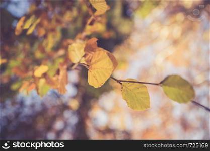 Colorful leaves on a tree in autumn, park flair and blurry background