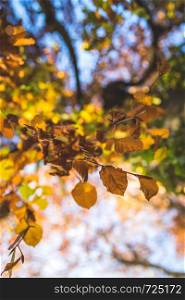 Colorful leaves on a tree in autumn, park flair and blurry background