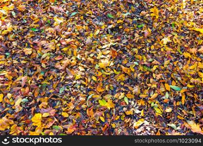 Colorful leaves on the floor, park flair, background