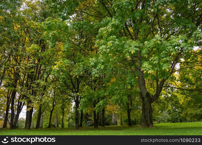 Colorful leaves on trees in the city park, autumn background.